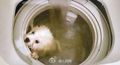 洗衣机洗狗